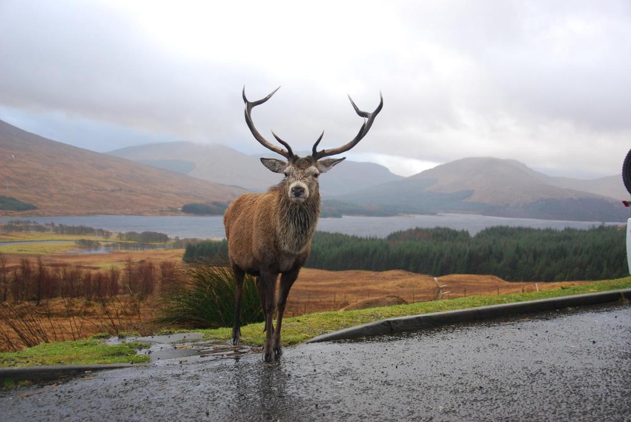 Little Fox Lodge Luxury Hideaway With Hot Tub Glencoe Near Fortwilliam (Adults Only) Exteriör bild